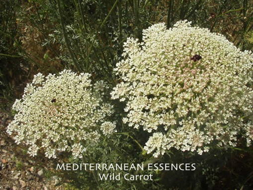 Wild Carrot Mediterranean Flower Essence