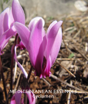 Cyclamen Cyclamen  Mediterranean Flower Essence