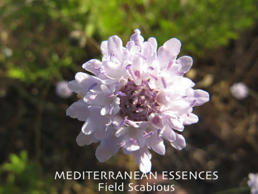 Field  Scabious   Mediterranean Flower Essence