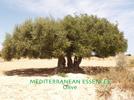 Olive Mediterranean Flower Essence