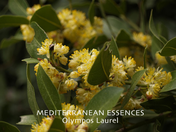 Olympos Laurel Olympos Laurel Mediterranean Flower Essence