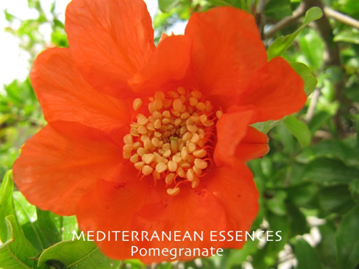 Pomegranate Pomegranate Mediterranean Flower Essence