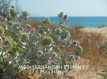 Sea Holly Sea Holly Mediterranean Flower Essence