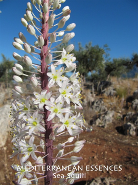 Sea Squill Sea Squill Mediterranean Flower Essence