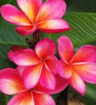 Pink Frangipani Flower Essence
