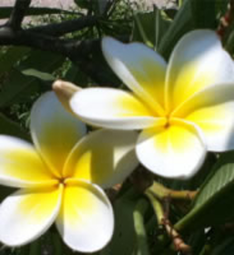 White Frangipani LightBringer Egyptian Flower Essence