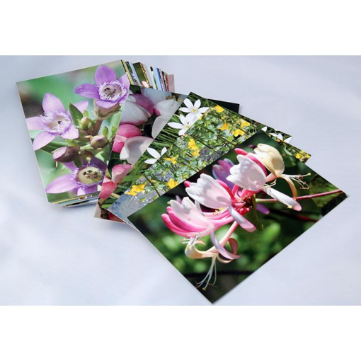 Bach Flower Cards