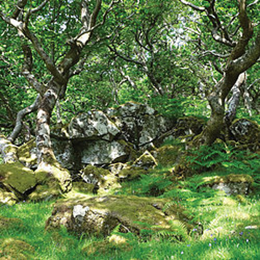 Celtic Rainforest 15ml Lightbringer Essence