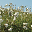 Cotton Grass Essence