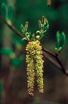 Alder Alaskan Flower Essence Alder Alaskan Flower Essence