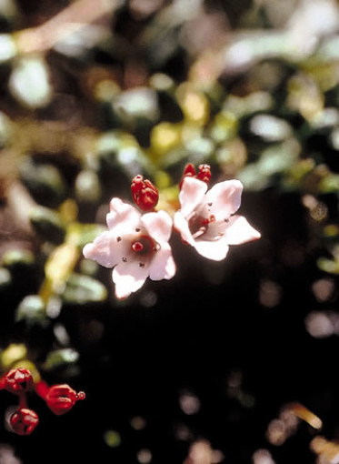 Alpine Azalea Alaskan Flower Essence