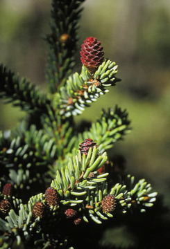Black Spruce Black Spruce  Alaskan Flower Essence