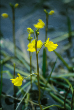 Bladderwort Bladderwort  Alaskan Flower Essence