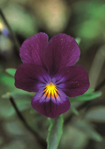Blue Elf Viola  Alaskan Flower Essence