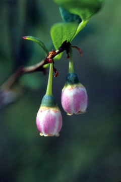 Blueberry Pollen Blueberry Pollen Alaskan Flower Essence