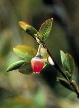 Bog Blueberry Bog Blueberry Alaskan Flower Essence