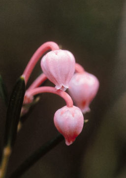 Bog Rosemary Bog Rosemary Alaskan Flower Essence