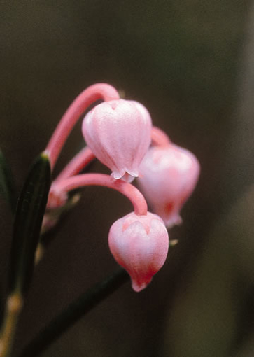 Bog Rosemary Alaskan Flower Essence