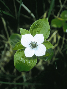 Bunchberry Bunchberry Alaskan Flower Essence