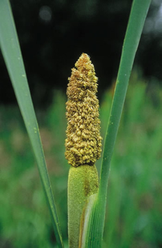 Cattail Pollen Cattail Pollen Alaskan Flower Essence