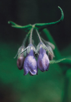 Chiming Bells Chiming Bells Alaskan Flower Essence