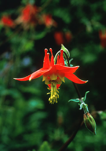 Picture of Columbine Alaskan Flower Essence