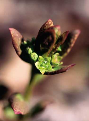 Picture of Comandra Alaskan Flower Essence