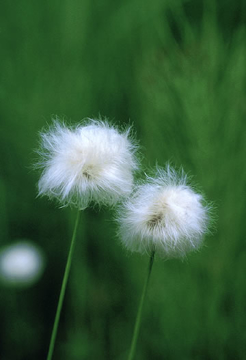 Cotton Grass Cotton Grass Alaskan Flower Essence