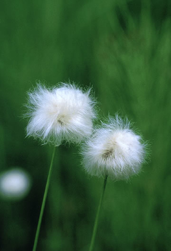 Cotton Grass Alaskan Flower Essence