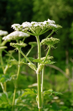 Cow Parsnip Cow Parsnip Alaskan Flower Essence