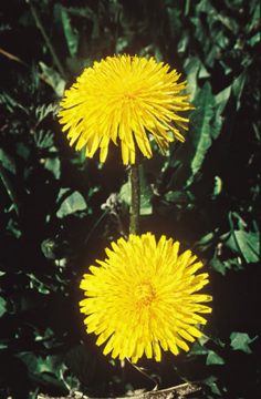 Dandelion Dandelion Alaskan Flower Essence
