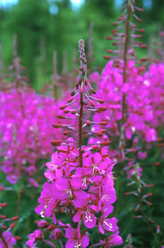 Fireweed Fireweed Alaskan Flower Essence