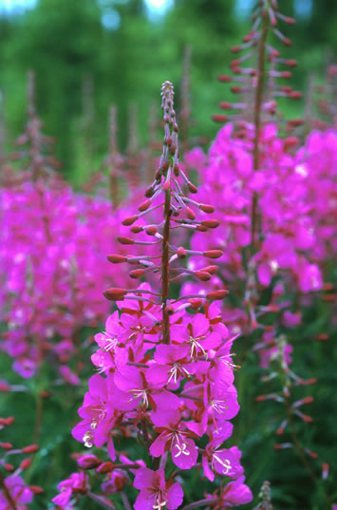 Fireweed Alaskan Flower Essence