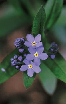 Forget-Me-Not Forget-Me-Not Alaskan Flower Essence