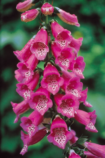 Foxglove Alaskan Flower Essence
