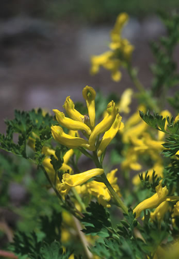 Golden Corydalis Alaskan Flower Essence