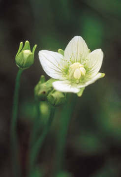 Grass of Parnassus Grass of Parnassus Alaskan Flower Essence