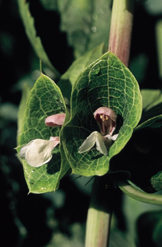 Green Bells of Ireland Green Bells of Ireland