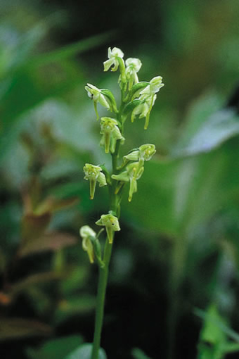 Green Bog Orchid Alaskan Flower Essence