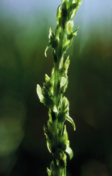 Green Fairy Orchid Green Fairy Orchid Alaskan Flower Essence