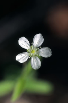 Grove Sandwort Grove Sandwort Alaskan Flower Essence