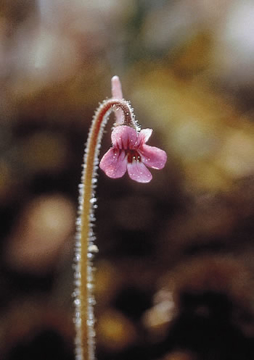Hairy Butterwort Hairy Butterwort Alaskan Flower Essence