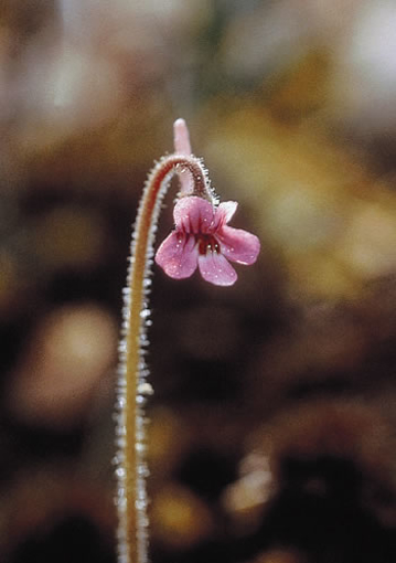 Hairy Butterwort Alaskan Flower Essence