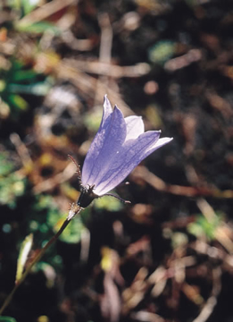 Harebell Harebell Alaskan Flower Essence