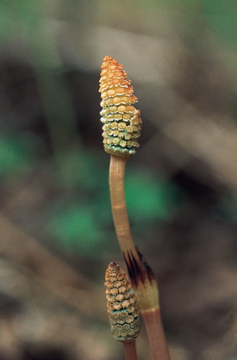 Horsetail Horsetail Alaskan Flower Essence