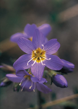 Jacob's Ladder Jacob's Ladder Alaskan Flower Essence