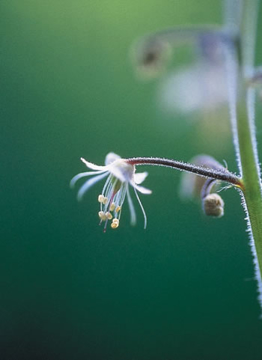 Lace Flower Lace Flower Alaskan Flower Essence