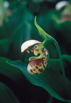 Lady's Slipper Lady's Slipper Alaskan Flower Essence