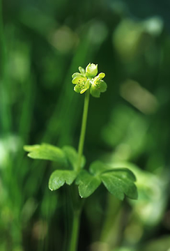 Moschatel Moschatel Alaskan Flower Essence