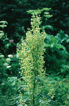 Mountain Wormwood Mountain Wormwood Alaskan Flower Essence